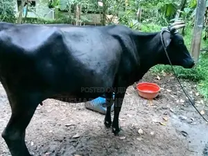 Kiri Gawayan