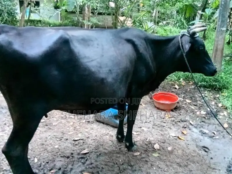 Kiri Gawayan