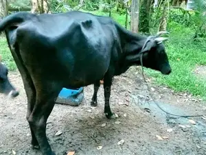 Kiri Gawayan