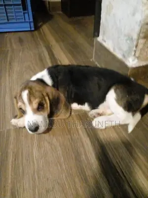 Beagle Puppies
