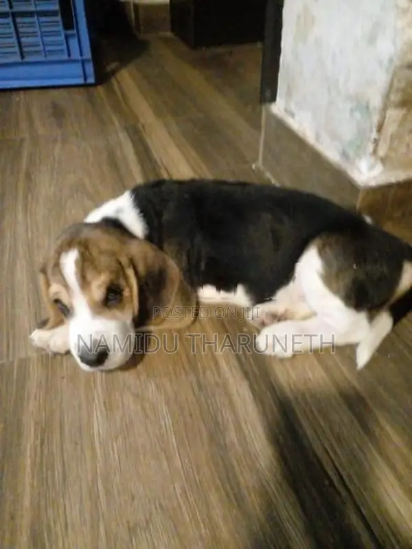 Beagle Puppies