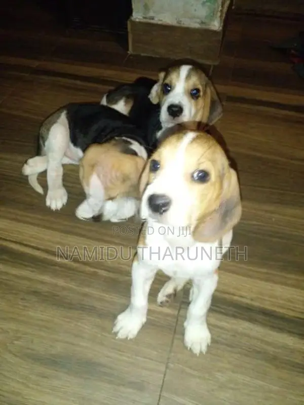 Beagle Puppies