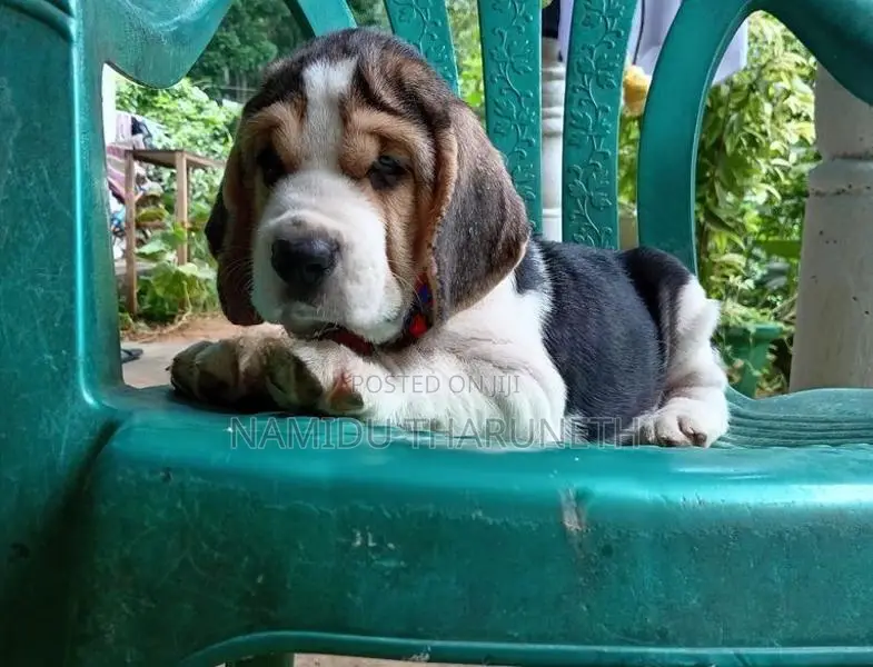 Beagle Puppies