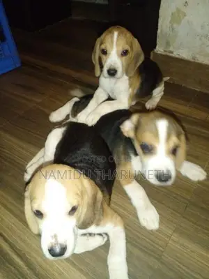 Beagle Puppies