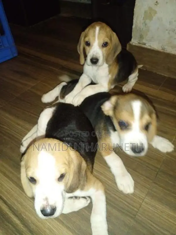Beagle Puppies
