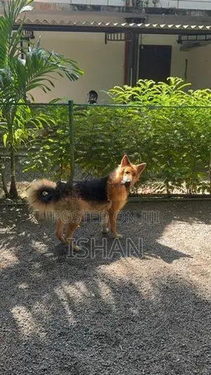 German Shepherd Female Dog