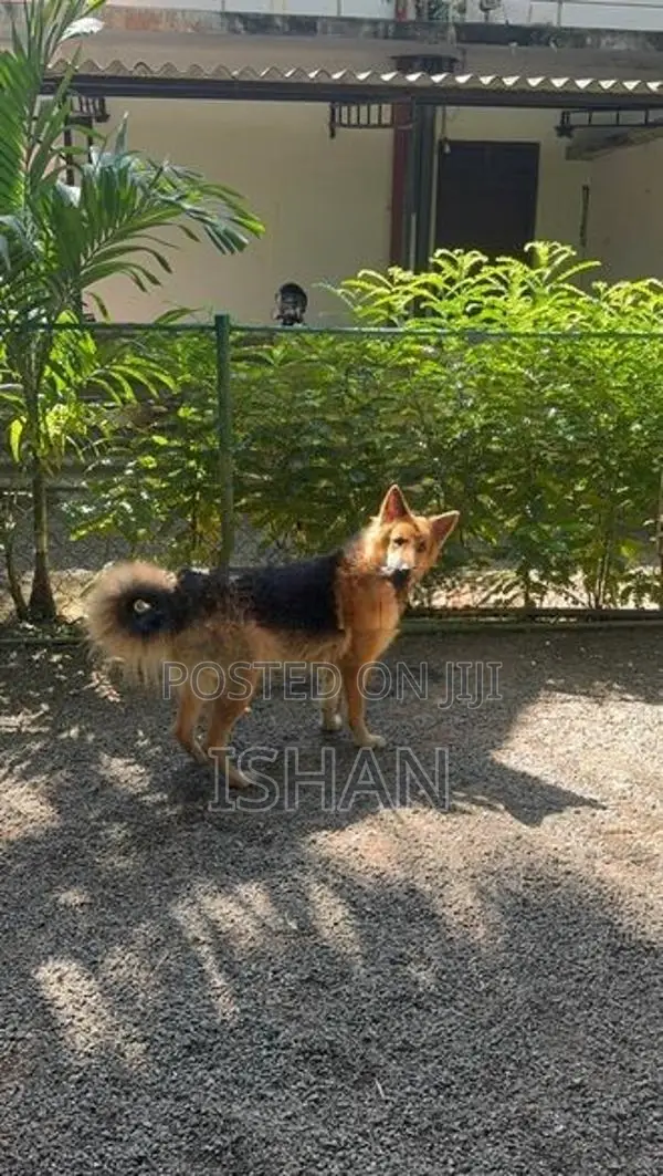 German Shepherd Female Dog