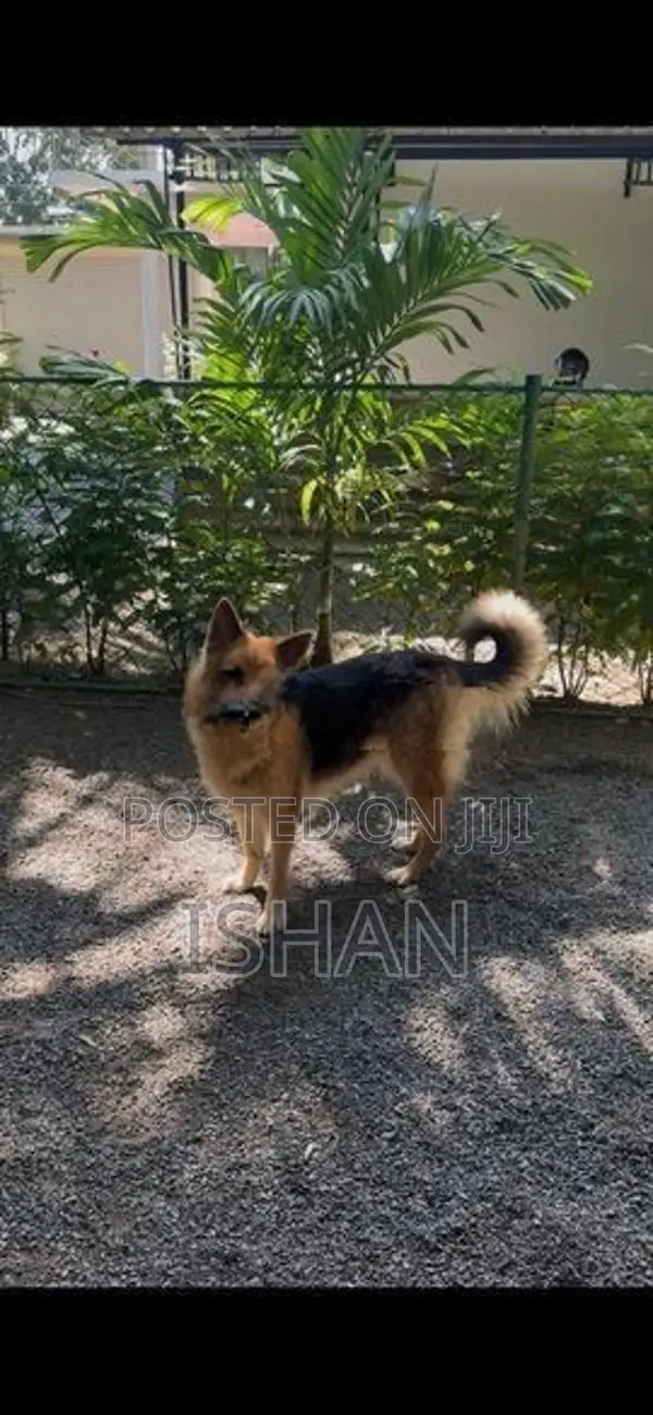 German Shepherd Female Dog