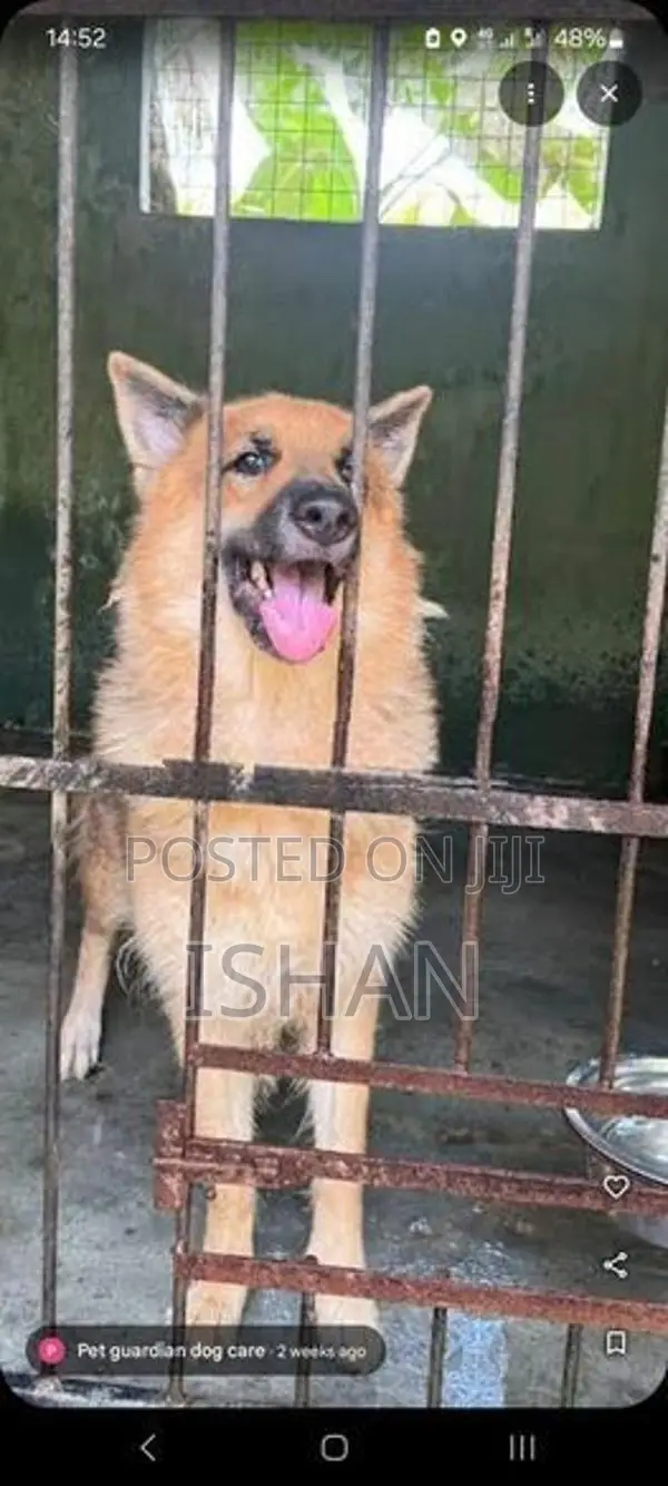 German Shepherd Female Dog