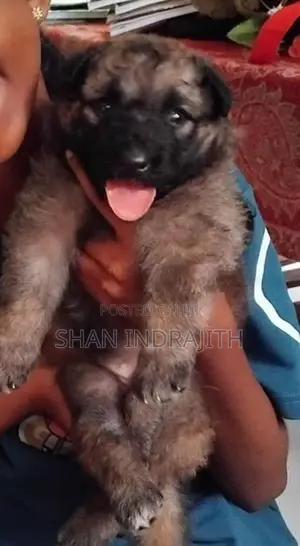ලයමන් සෙපට් බලු පැටවෙකුප