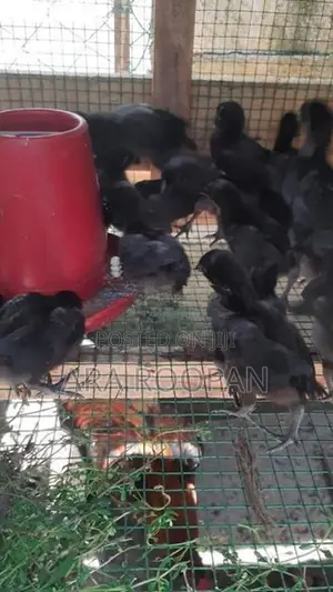 கருங்கோழி குஞ்சு