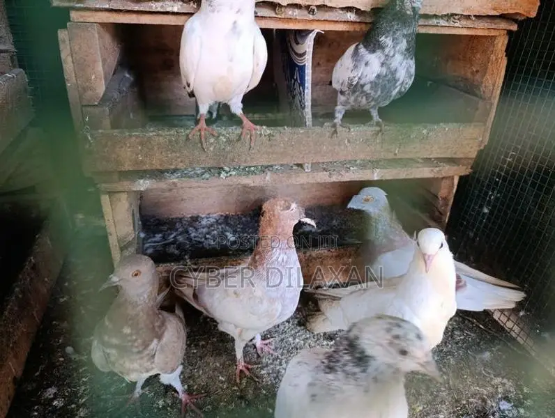 Pigeon