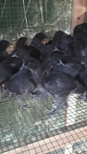 கருங்கோழி குஞ்சு