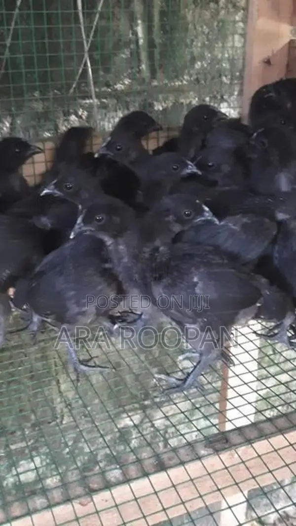 கருங்கோழி குஞ்சு