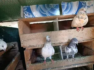 Pigeon