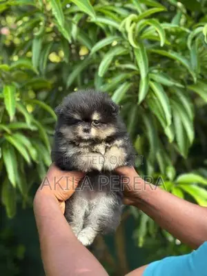 Toy Pomereniyan Puppies
