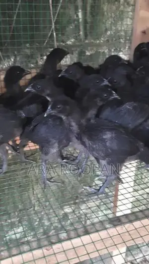 கருங்கோழி குஞ்சு