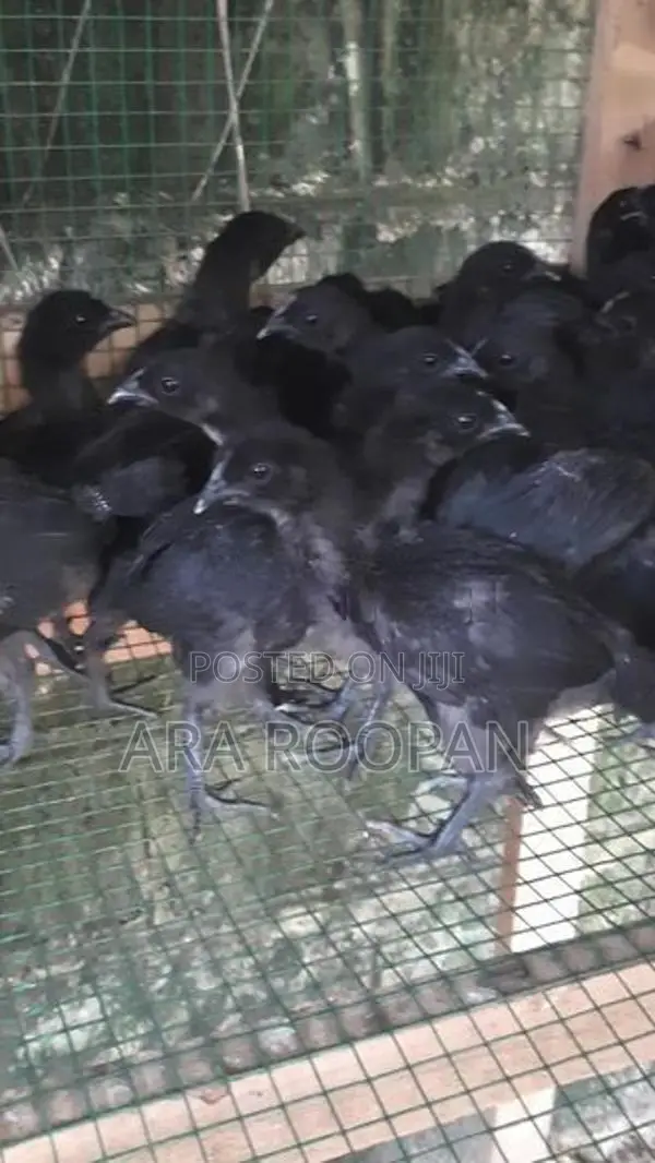 கருங்கோழி குஞ்சு