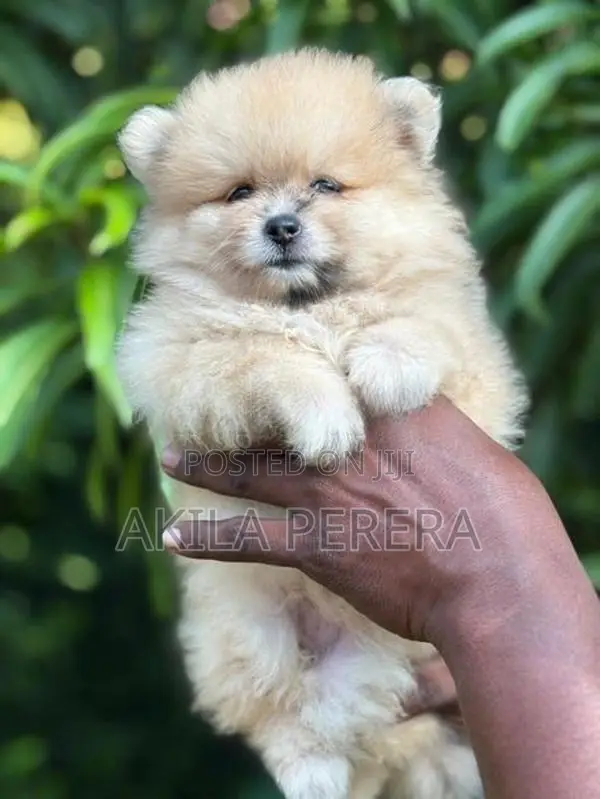 Toy Pomereniyan Puppies