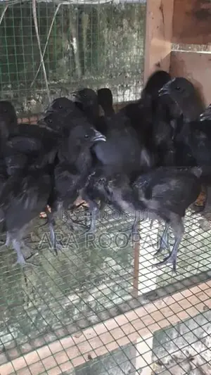 கருங்கோழி குஞ்சு