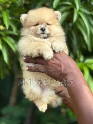 Toy Pomereniyan Puppies