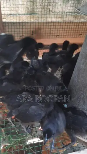 கருங்கோழி குஞ்சு