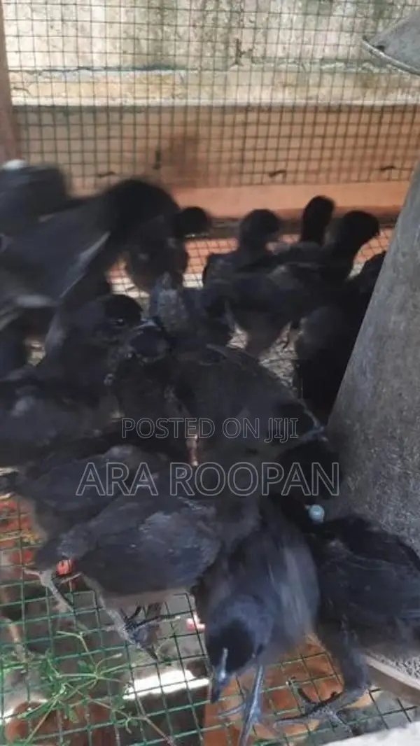 கருங்கோழி குஞ்சு