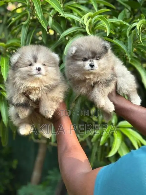 Toy Pomereniyan Puppies