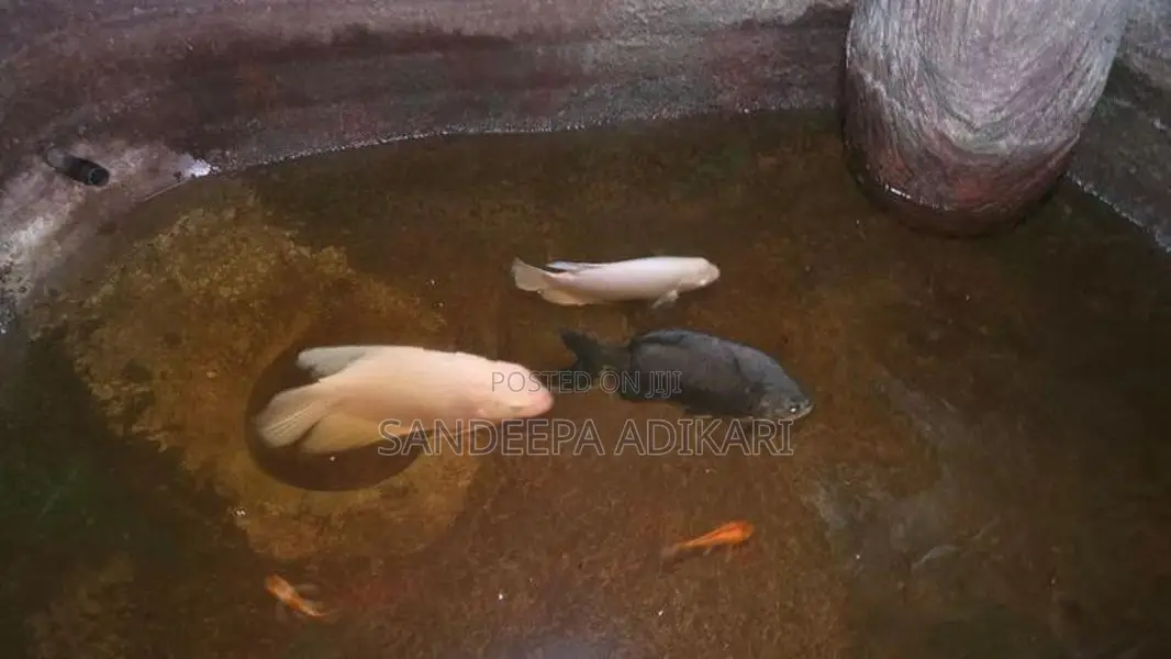 2 White Giant Gourami