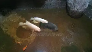 2 White Giant Gourami