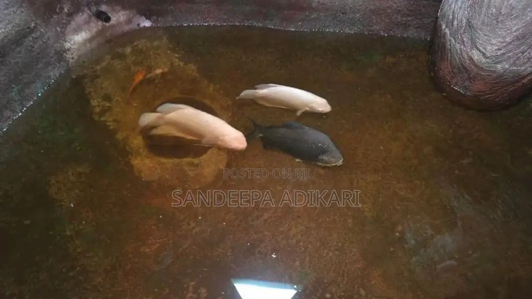 2 White Giant Gourami