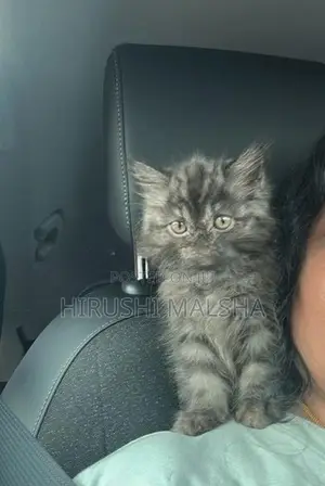 Persian Cat