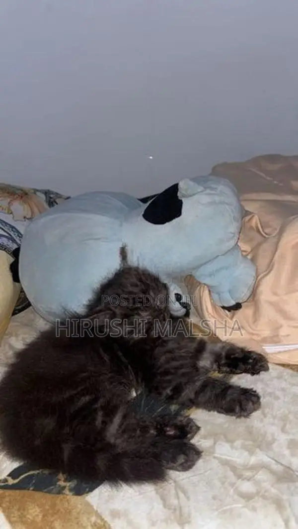 Persian Cat