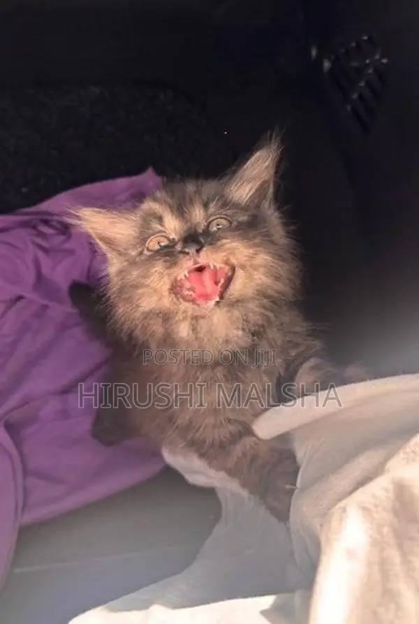 Persian Cat