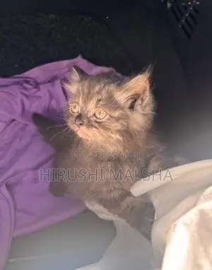Persian Cat