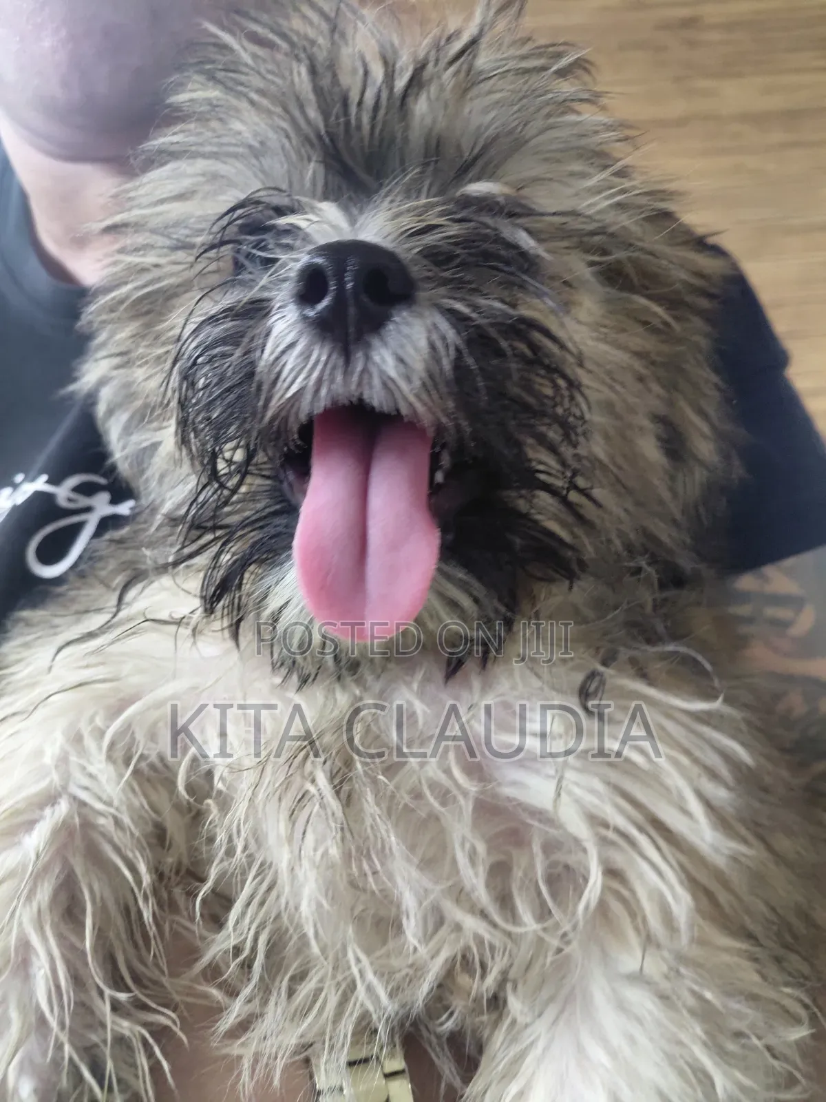 1-3 months Male Purebred Dog