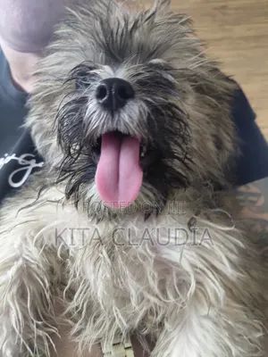 1-3 months Male Purebred Dog