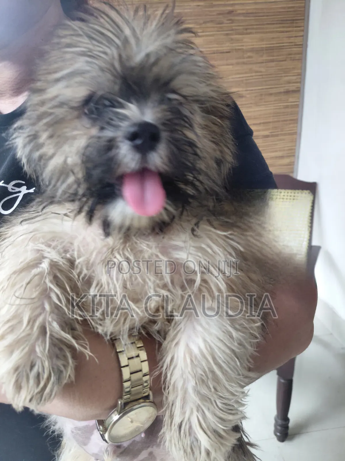 1-3 months Male Purebred Dog