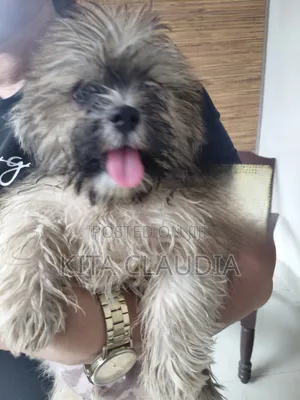 1-3 months Male Purebred Dog