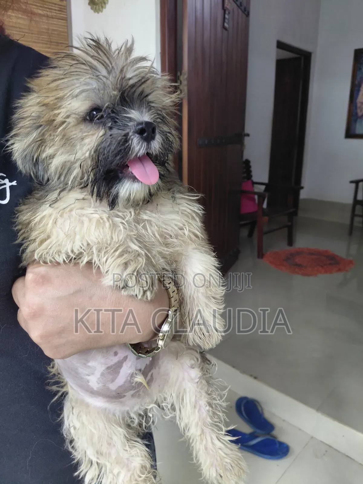1-3 months Male Purebred Dog