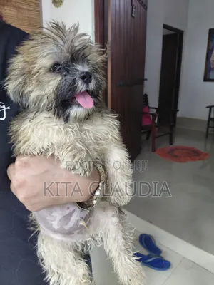 1-3 months Male Purebred Dog