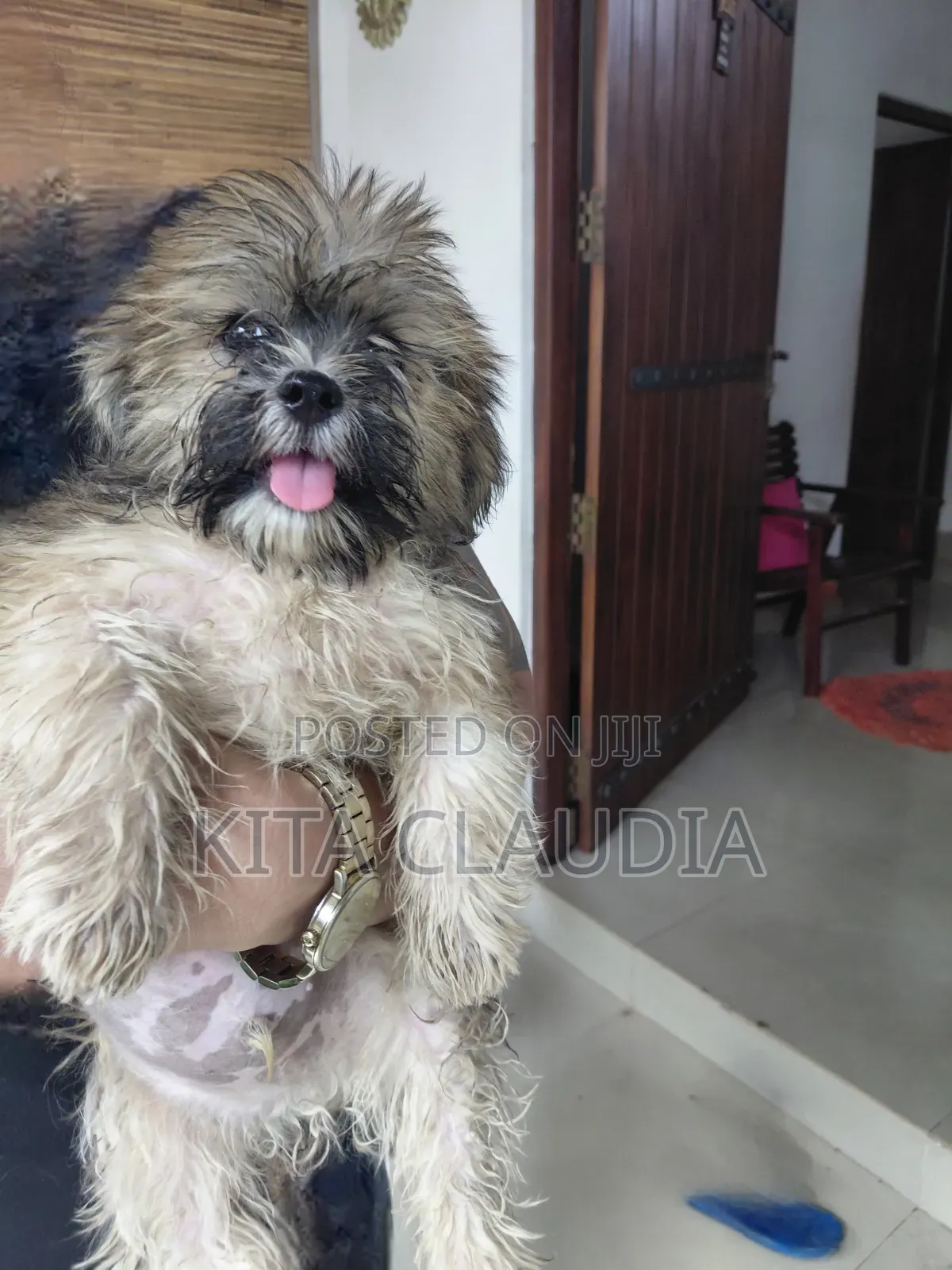 1-3 months Male Purebred Dog