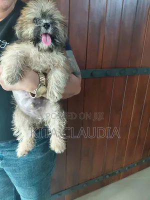 1-3 months Male Purebred Dog