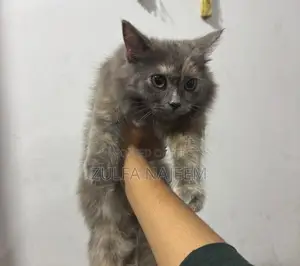 Persian Cat