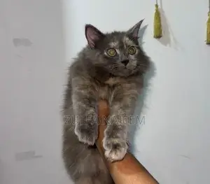 Persian Cat