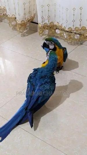 Blue And Gold Macaw Bird