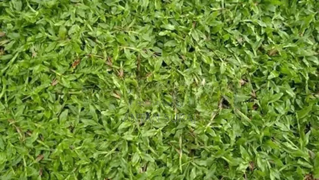 Green Grass