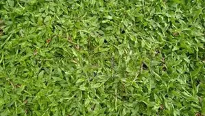 Green Grass