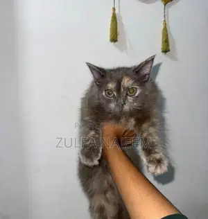 Persian Cat