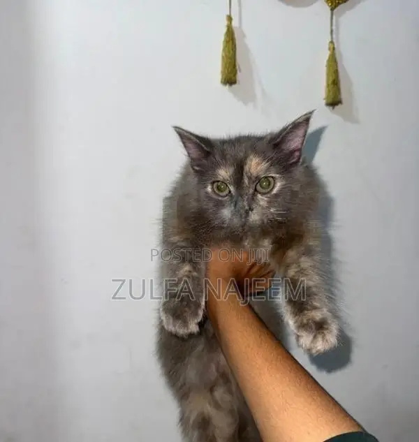 Persian Cat